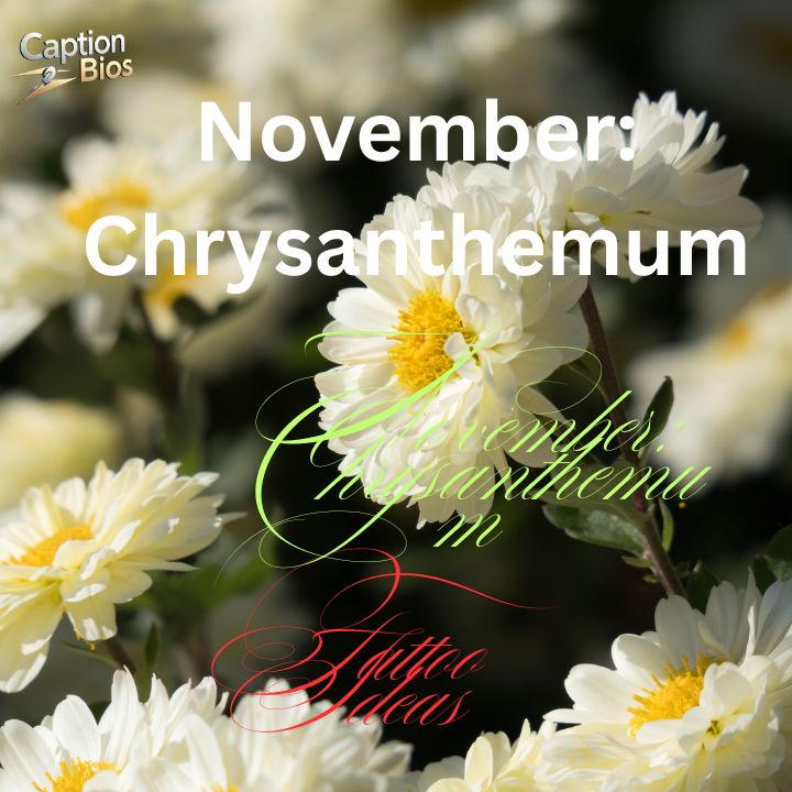 November: Chrysanthemum